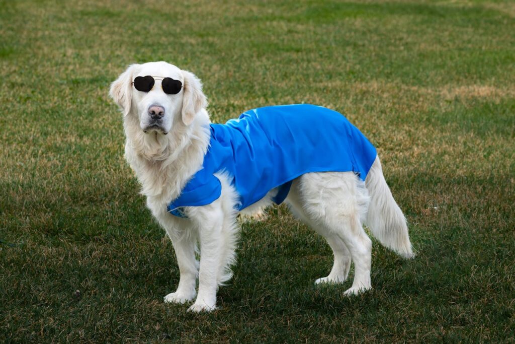 Golden Retriever in Sunglasses and Cloak